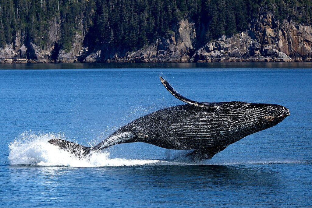Sarà una “balena” a salvarci: la rivoluzione di Whale