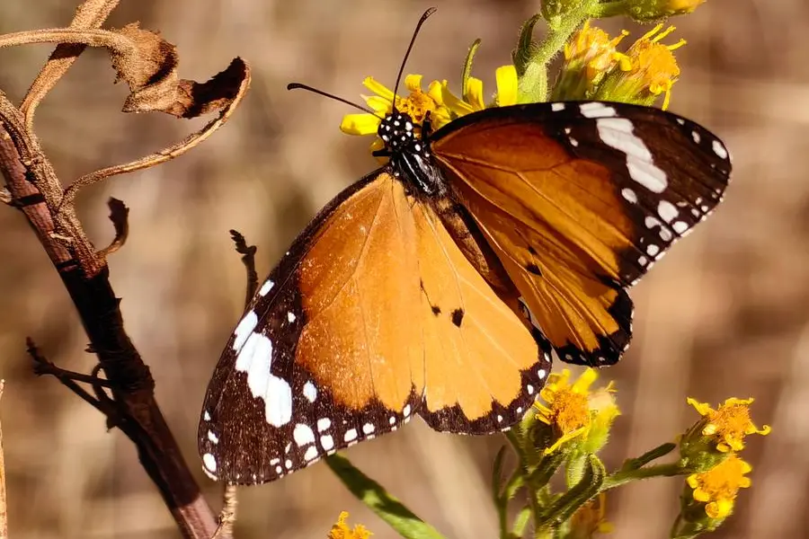La crisi climatica non fa sconti. Le farfalle perdono il colore