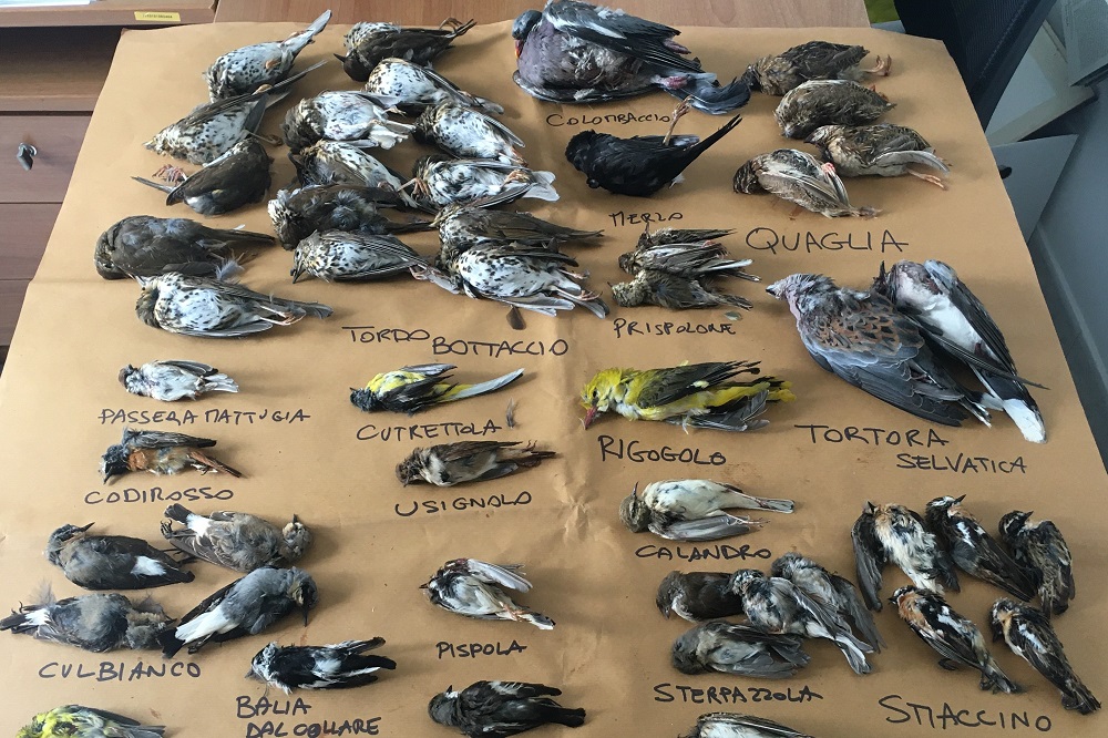 Italia maglia nera del bracconaggio: falcidiati gli uccelli migratori